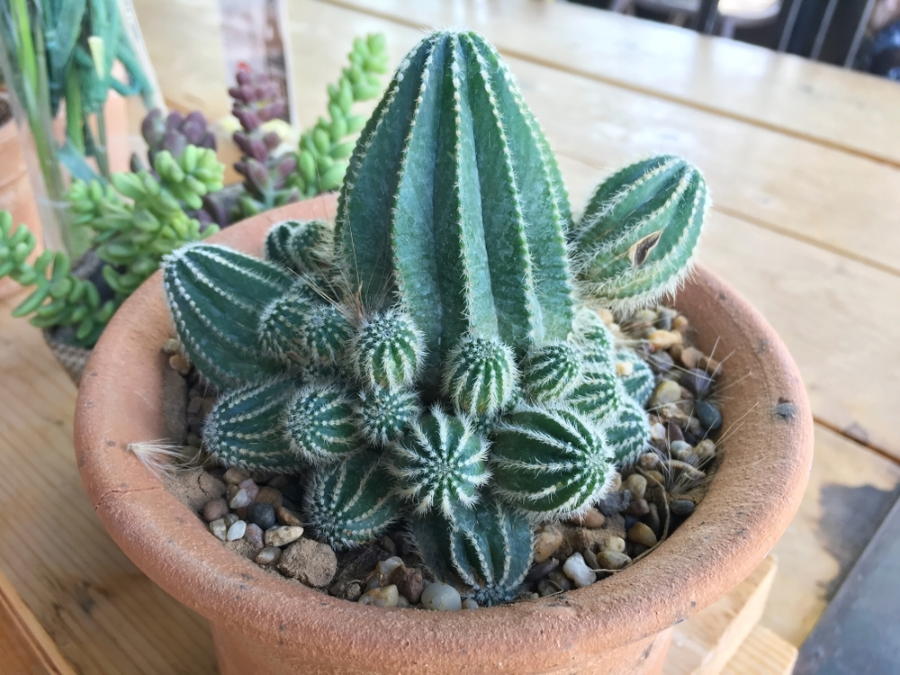 Quelles plantes choisir pour une déco sud-américaine